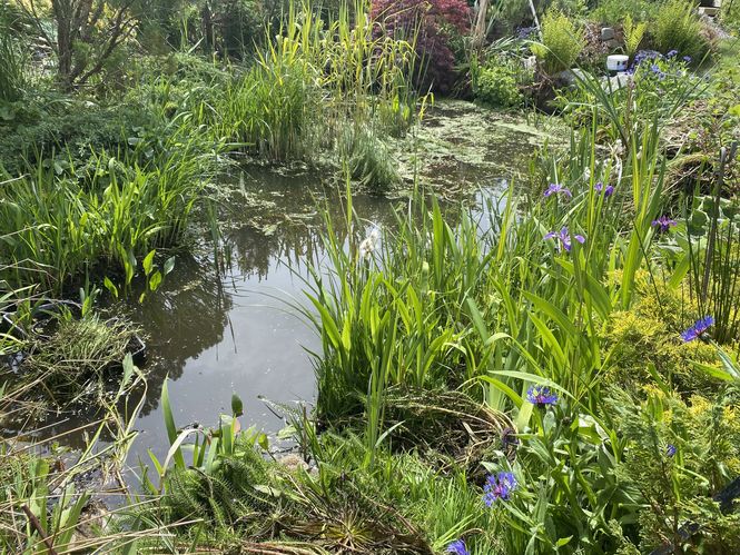 The House beside the Rowan