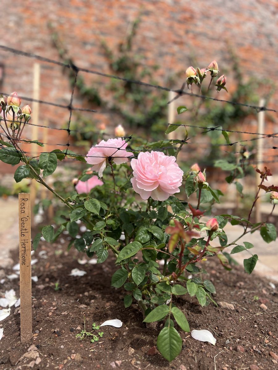 The Walled Garden at the Hugo Burge Foundation