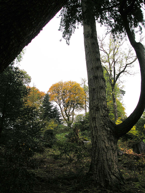 Ardkinglas Woodland Garden