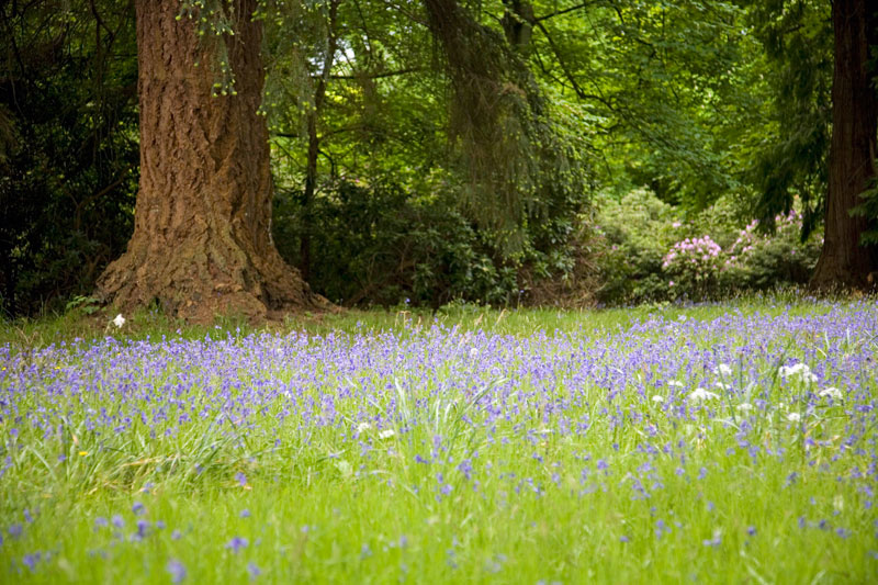 Scone Palace - Bluebells