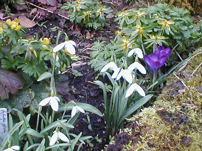 Galanthus-Warham,