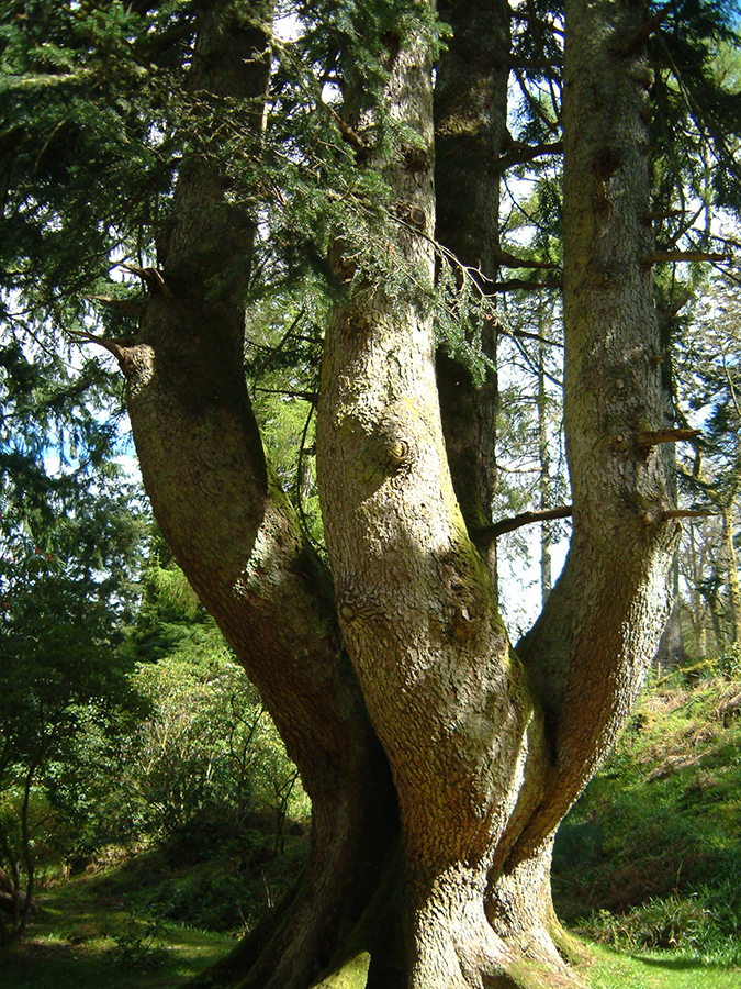 Ardkinglas Woodland Garden