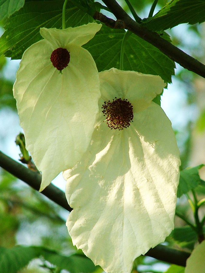 Kinlochlaich House Gardens