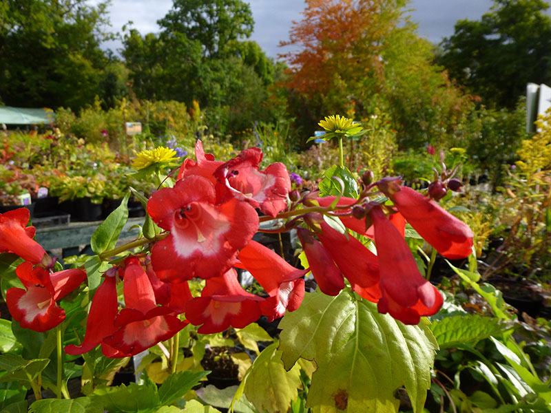 Highland Liliums