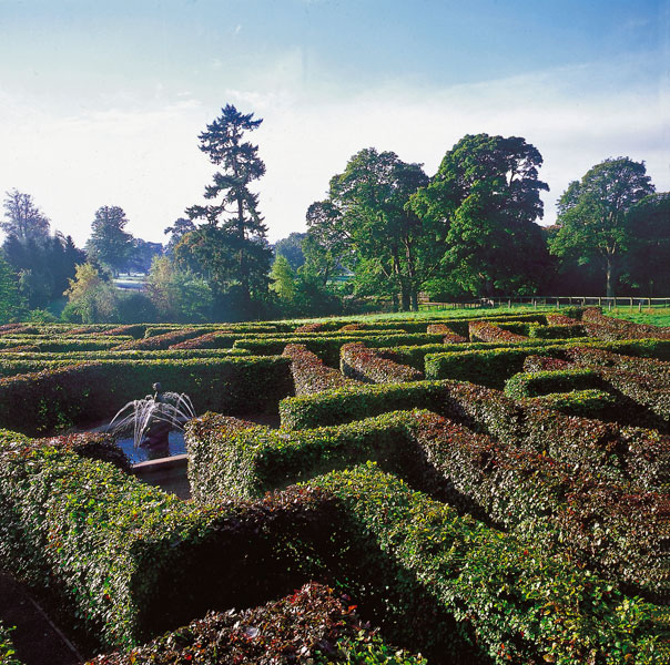 Scone Palace - Beech Maze