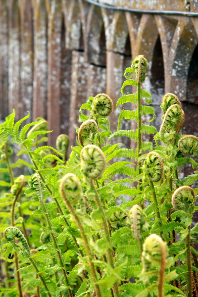 Scone Palace - ferns