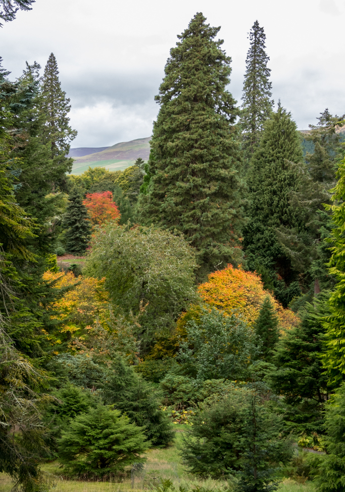 Dawyck Botanic Garden